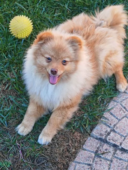 Cuccioli Spitz Tedesco Piccolo ( Kleinspitz ) | Foto 2