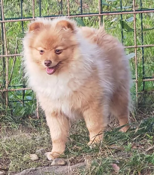 Cuccioli Spitz Tedesco Piccolo ( Kleinspitz )