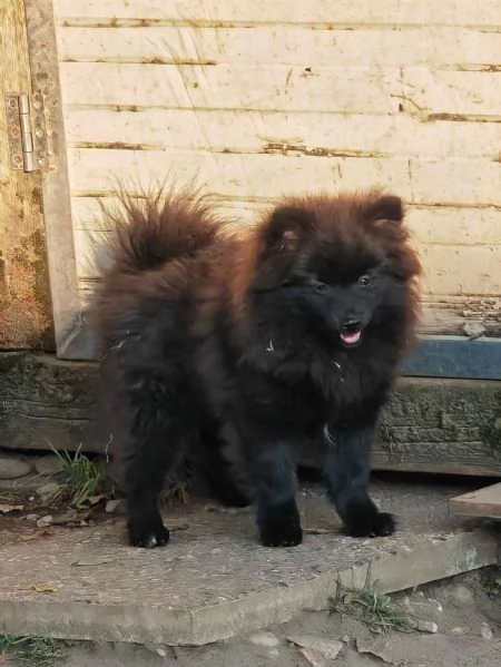 Cuccioli Spitz Tedesco Piccolo ( Kleinspitz ) | Foto 0