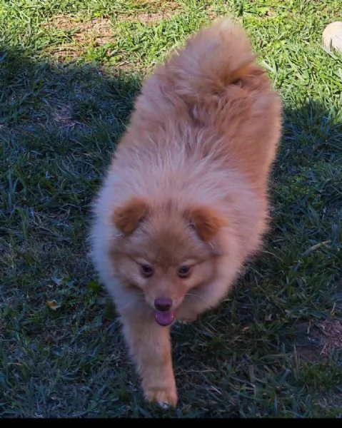 Cucciola spitz tedesco piccolo (( kleinspitz ) | Foto 3