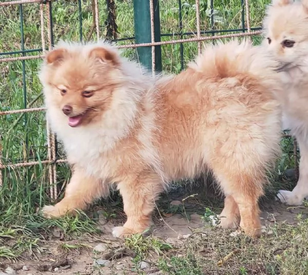 Cucciola spitz tedesco piccolo (( kleinspitz ) | Foto 2