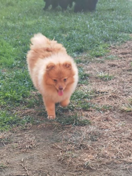 Cucciola spitz tedesco piccolo (( kleinspitz ) | Foto 0