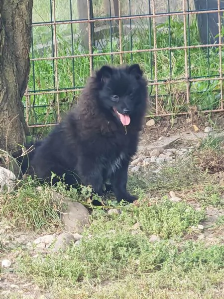 Cucciolo spitz tedesco piccolo ( kleinspitz ) | Foto 3