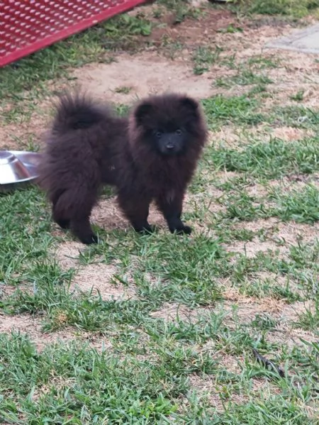 Cucciolo spitz tedesco piccolo ( kleinspitz ) | Foto 2