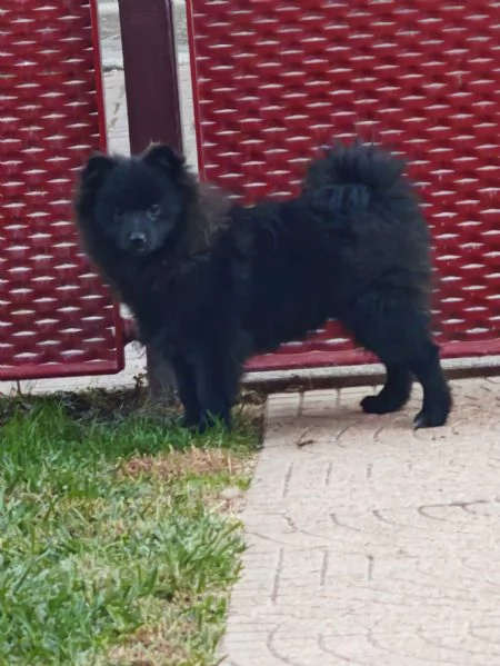 Cucciolo spitz tedesco piccolo ( kleinspitz )