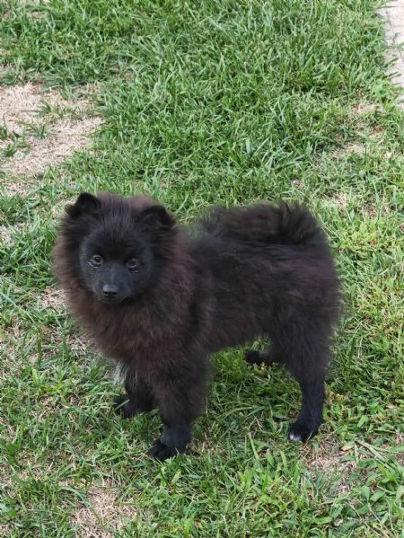 Cucciolo spitz tedesco piccolo ( kleinspitz ) | Foto 1