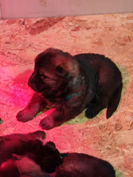 Cuccioli Pastore Tedesco linea da lavoro ( grigioni )