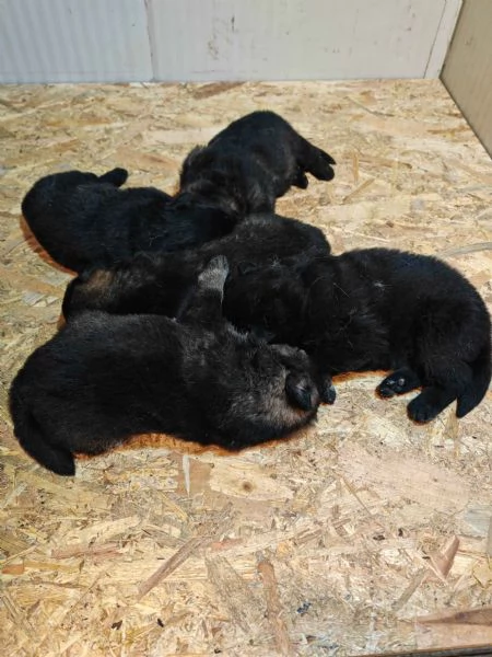 Cuccioli Pastore Tedesco linea da lavoro ( grigioni ) | Foto 4