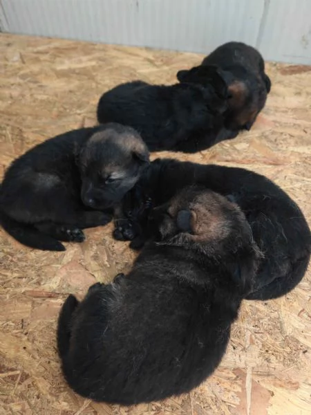 Cuccioli Pastore Tedesco linea da lavoro ( grigioni ) | Foto 3
