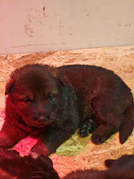 Cuccioli Pastore Tedesco linea da lavoro ( grigioni ) | Foto 2