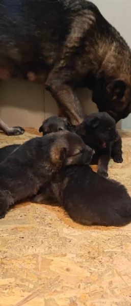 Cuccioli Pastore Tedesco linea da lavoro ( grigioni ) | Foto 1