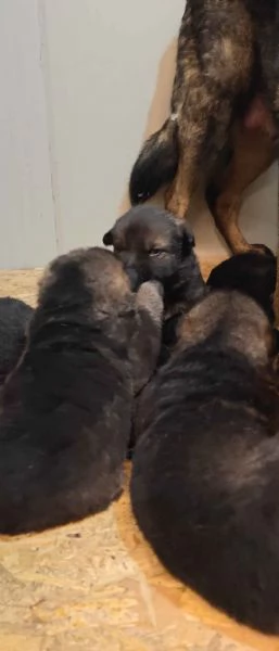 Cuccioli Pastore Tedesco linea da lavoro ( grigioni ) | Foto 0