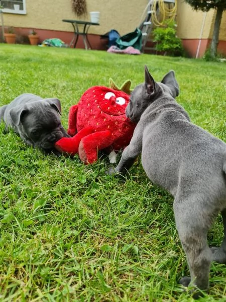 bulldog francese cuccioli stupendi | Foto 3