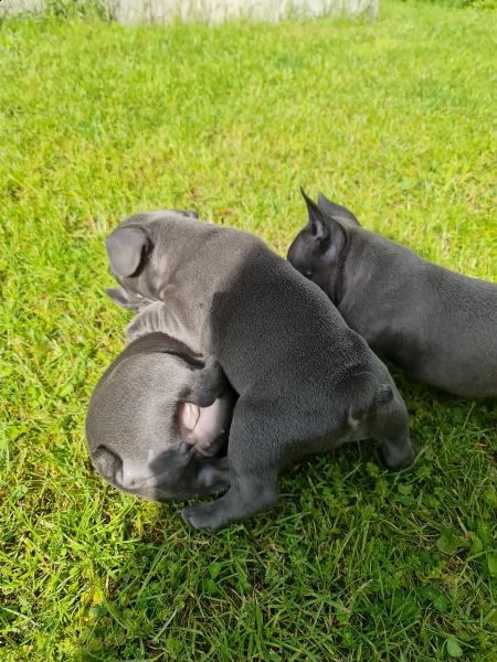 bulldog francese cuccioli stupendi | Foto 2