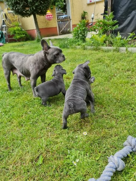 bulldog francese cuccioli stupendi | Foto 1