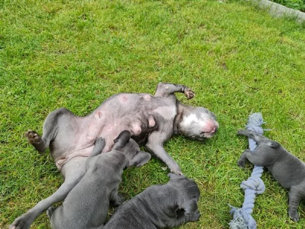 bulldog francese cuccioli stupendi | Foto 0