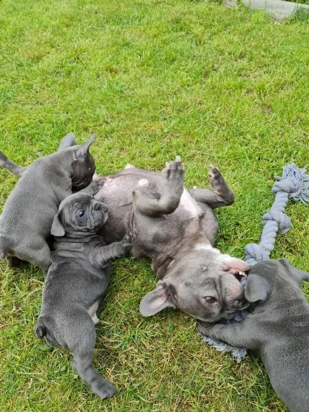 bulldog francese cuccioli stupendi