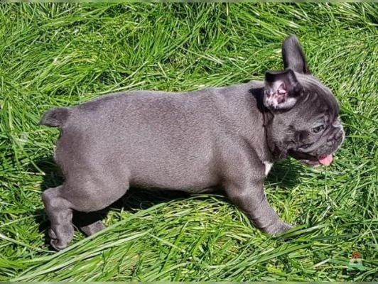 bouledogue - bulldog francese blue