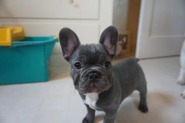 bulldogue francesi cuccioli bellissimi | Foto 0