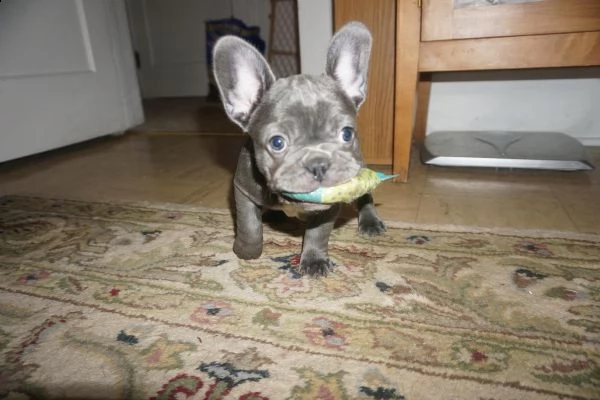 bulldogue francesi cuccioli bellissimi