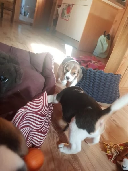 cuccioli di beagle | Foto 2