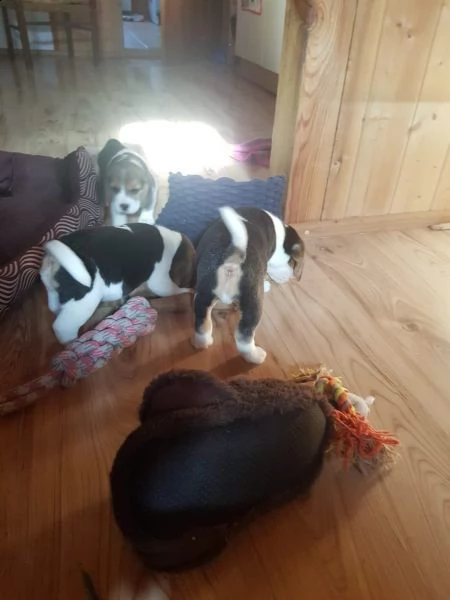 cuccioli di beagle | Foto 1