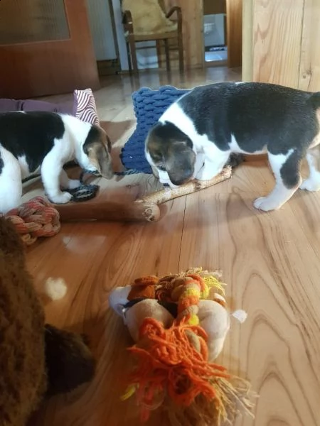 cuccioli di beagle | Foto 0