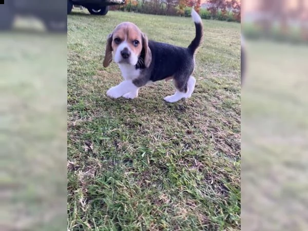 cuccioli di beagle