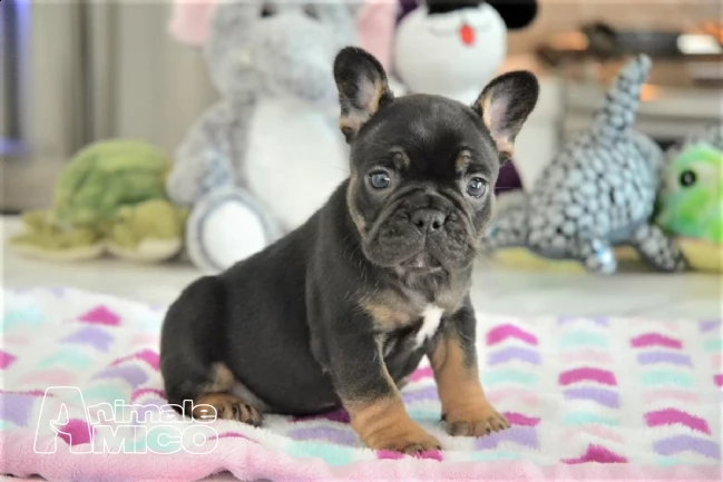 bouledogue francese cuccioli