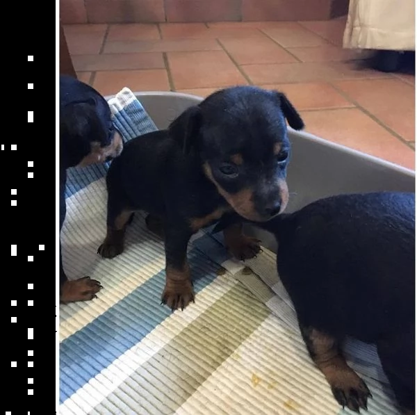 pinscher mini (toy) | Foto 0