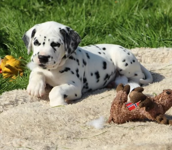 meravigliosa cucciolata di dalmata | Foto 0