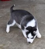 splendidi cuccioli di siberian husky