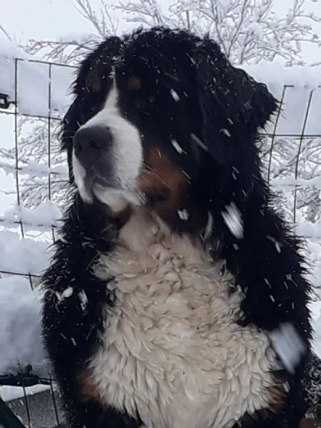 CUCCIOLI DI BOVARO DEL BERNESE | Foto 6