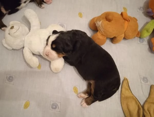 CUCCIOLI DI BOVARO DEL BERNESE | Foto 4