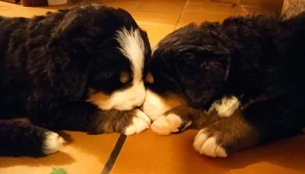 CUCCIOLI DI BOVARO DEL BERNESE | Foto 3