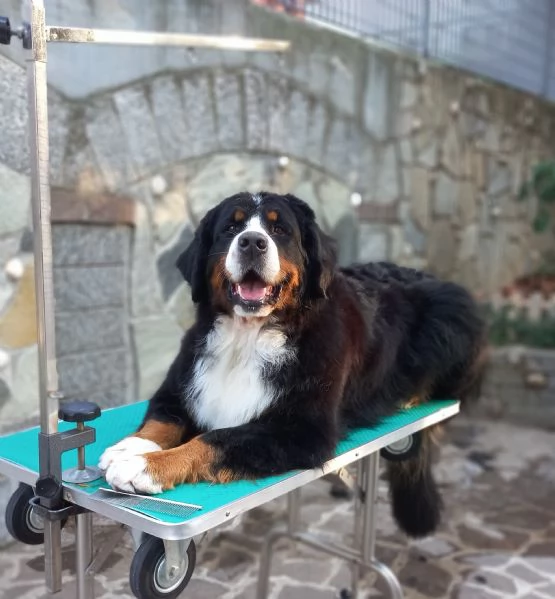 CUCCIOLI DI BOVARO DEL BERNESE | Foto 2