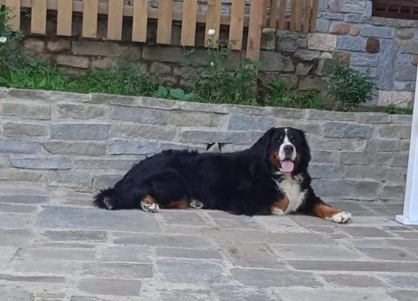 CUCCIOLI DI BOVARO DEL BERNESE | Foto 1