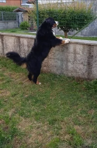 CUCCIOLI DI BOVARO DEL BERNESE | Foto 0