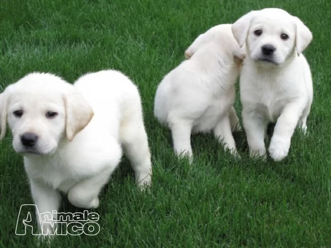  cuccioli labrador mieme maschi e femmine 