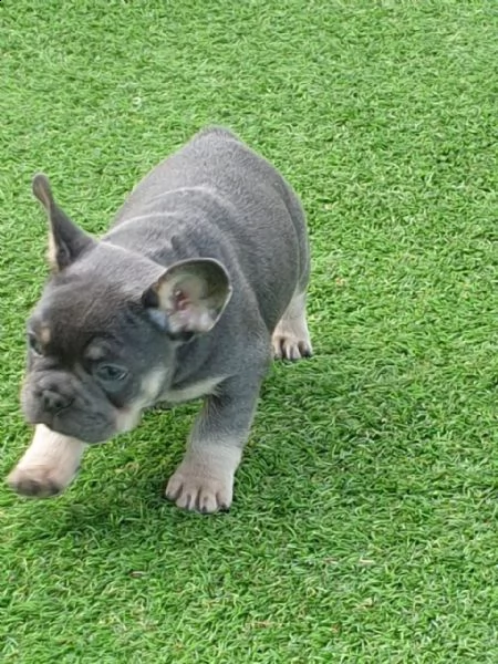 3 bellissime cuccioli di bulldog francese | Foto 5