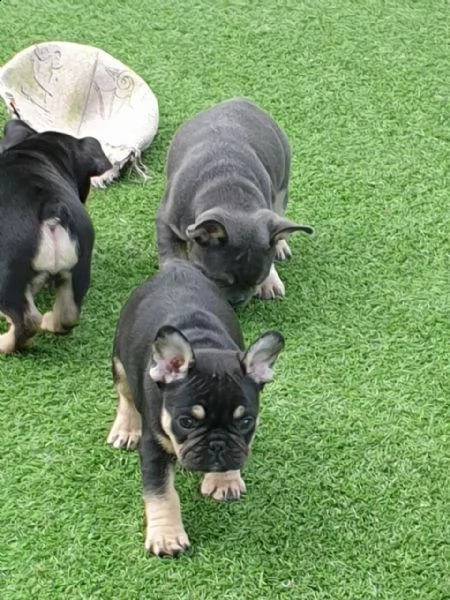 3 bellissime cuccioli di bulldog francese | Foto 4