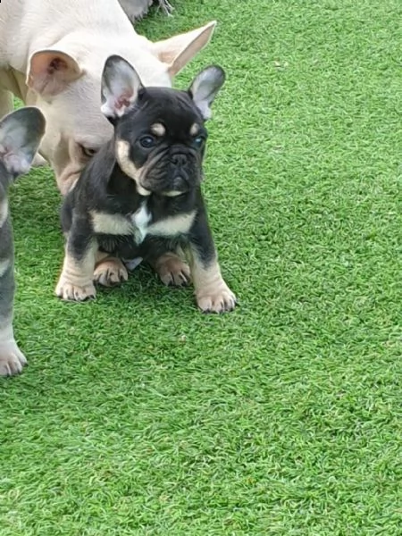 3 bellissime cuccioli di bulldog francese | Foto 3