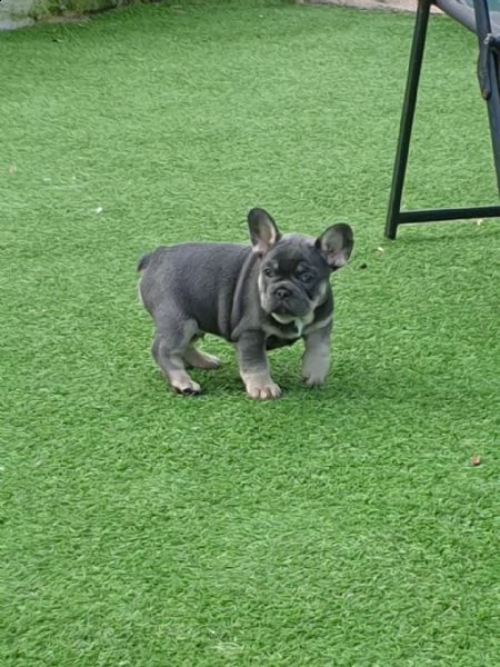3 bellissime cuccioli di bulldog francese | Foto 2