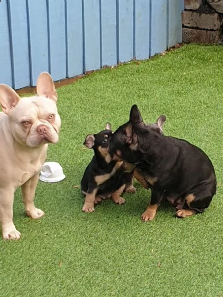 3 bellissime cuccioli di bulldog francese | Foto 1