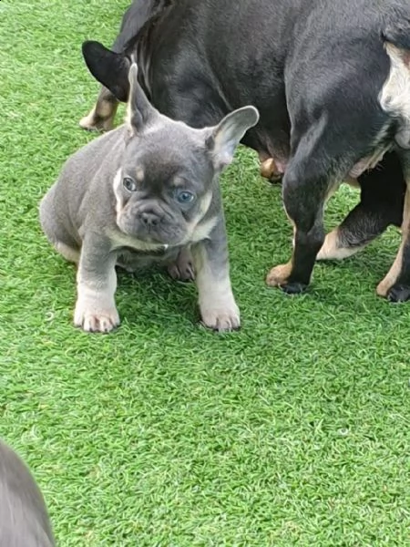 3 bellissime cuccioli di bulldog francese