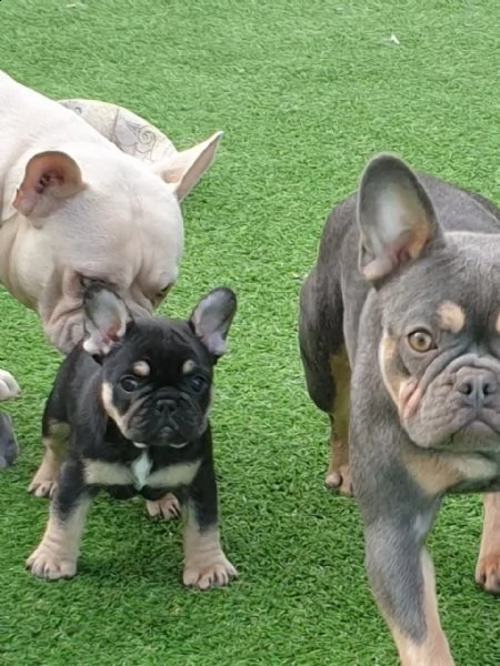 3 bellissime cuccioli di bulldog francese | Foto 0
