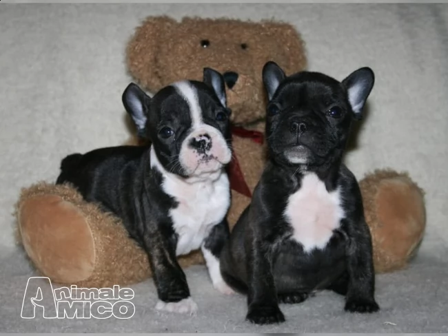 !dispone bouledogue francese!!