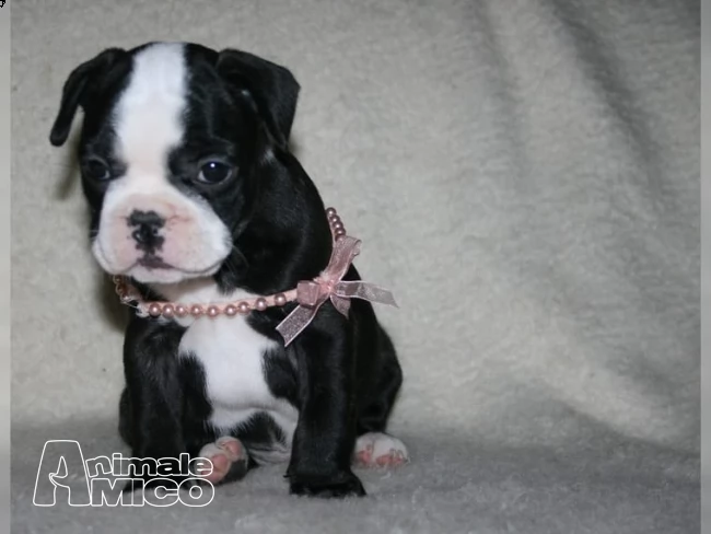 !dispone bouledogue francese!! | Foto 0