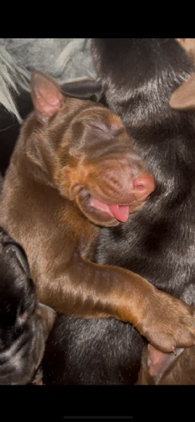 Dobermann 