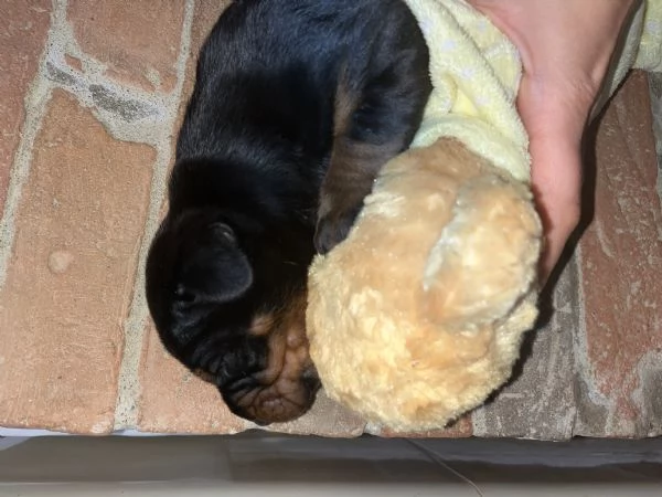 Dobermann  | Foto 3